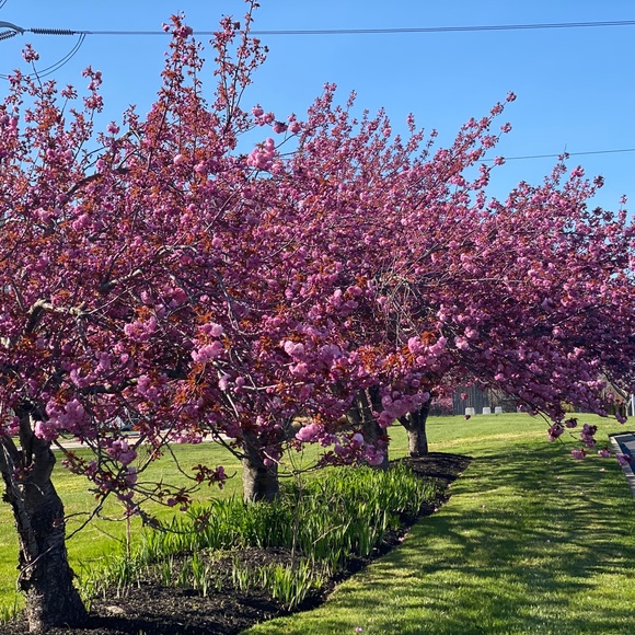 Meet your Posher, AMI - Picture 4 of 15